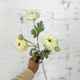 White Ranunculus