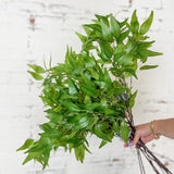 26” Ruscus Spray