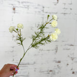Ivory Chrysanthemum Stem