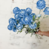 Blue Chrysanthemum Stem