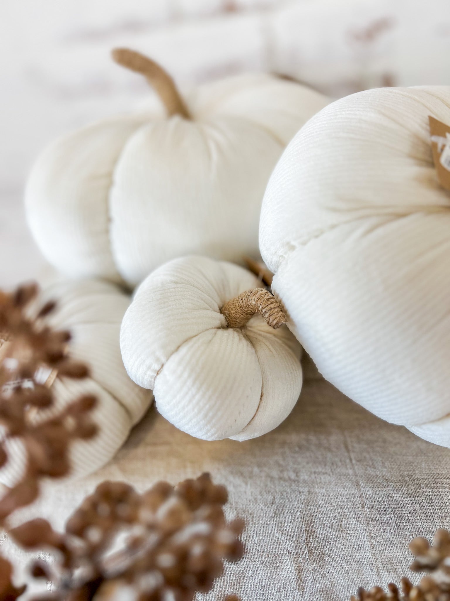 White pumpkins with brown stems on a textured surface with pinecones.