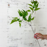 26” Ruscus Spray