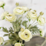 White Ranunculus