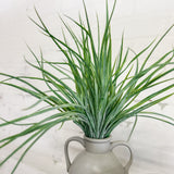 20" Grass Bush