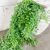 Hanging Sysgium Stem