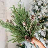 Pine And Cone Stem
