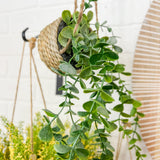 Eucalyptus in Twine Hanging Pot