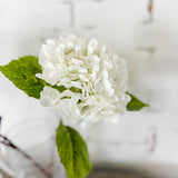 White Hydrangea Stem