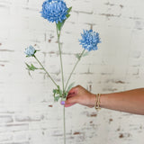 Blue Chrysanthemum Stem