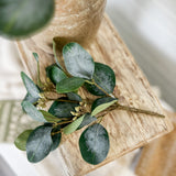 10" Seeded Eucalyptus Bush