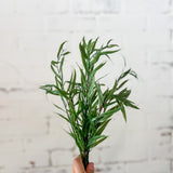 Eucalyptus Bundle