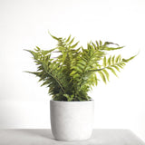 FERN IN CEMENT POT
