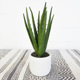 ALOE IN WHITE POT
