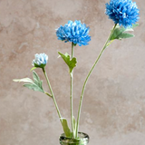 Blue Chrysanthemum Stem