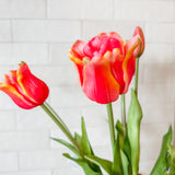 Tulip Bundle