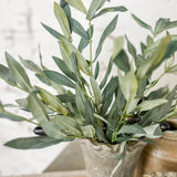 Olive Pick