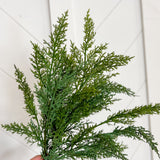 Cedar Spray