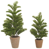 14", 18" Pine Tree In Cem.pot