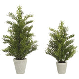 14", 18" Pine Tree In Cem.pot