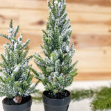 Snowed Pine Tree In Pot