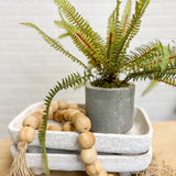 16" Potted Sword Fern Plant