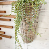 28.5" Button Leaf Hanging Bush