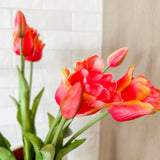 Tulip Bundle