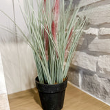 Grass in Pot