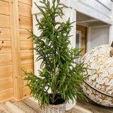 Cypress Tree In Basket