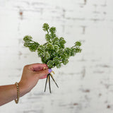 11” Sedum Bundle