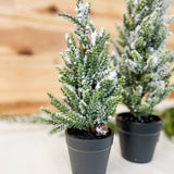 Snowed Pine Tree In Pot