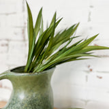 PL. VANILLA GRASS BUSH
