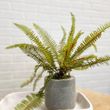 16" Potted Sword Fern Plant