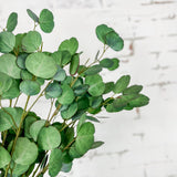 Face Eucalyptus