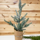 Frosted Evergreen W/ Pinecones