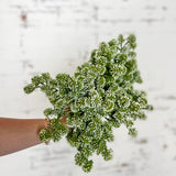 11” Sedum Bundle