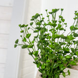 15" Green Beupleurum Bush