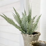Fern Bush
