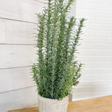 22.5" Rosemary Plant