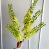 35" Green Eremurus Spray