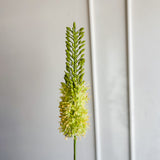 35" Green Eremurus Spray