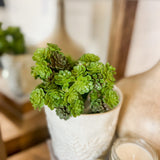 Sedum Cluster Stem
