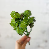 Sedum Cluster Stem