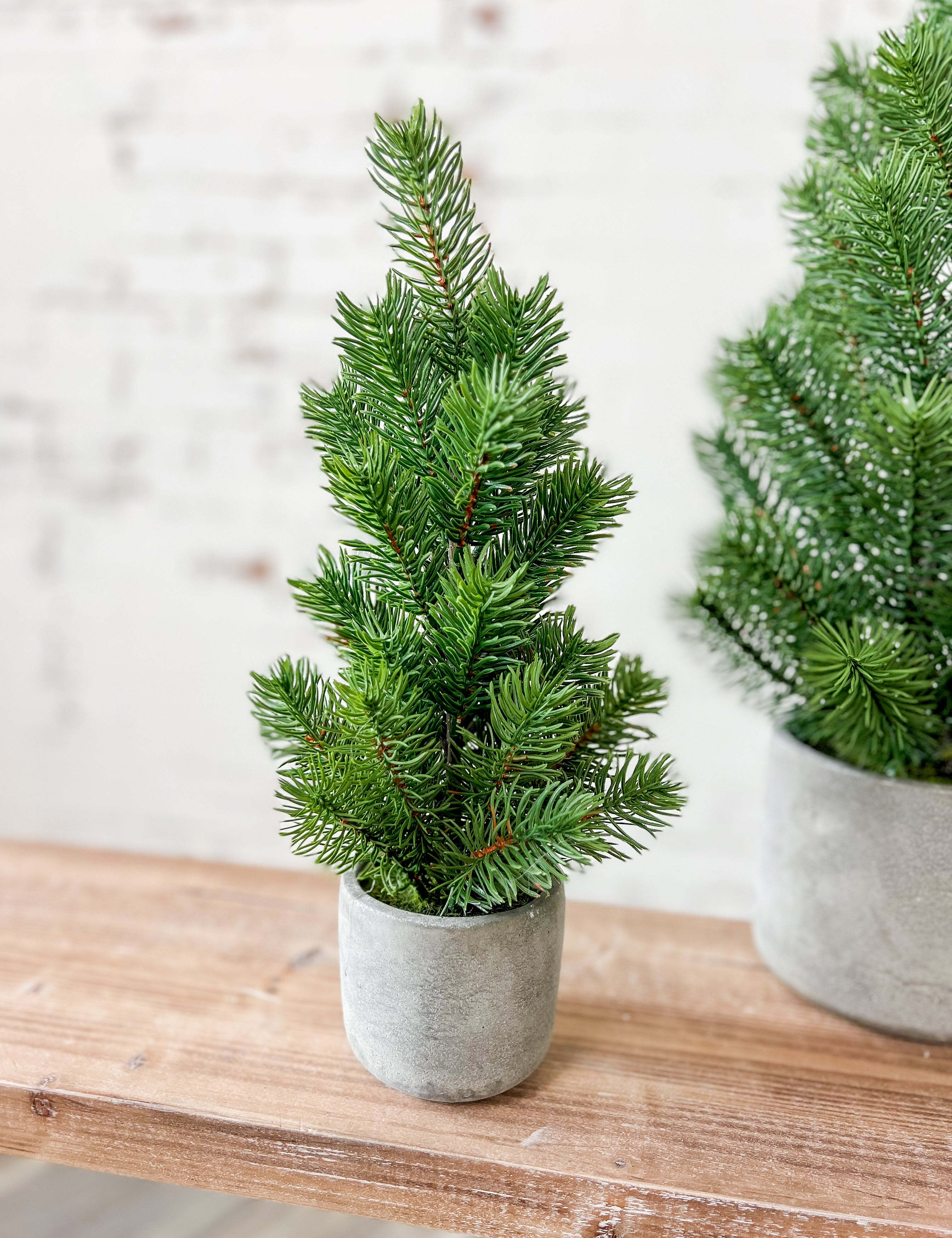 Pine Tree In Cement Pot