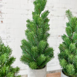 Pine Tree In Cement Pot