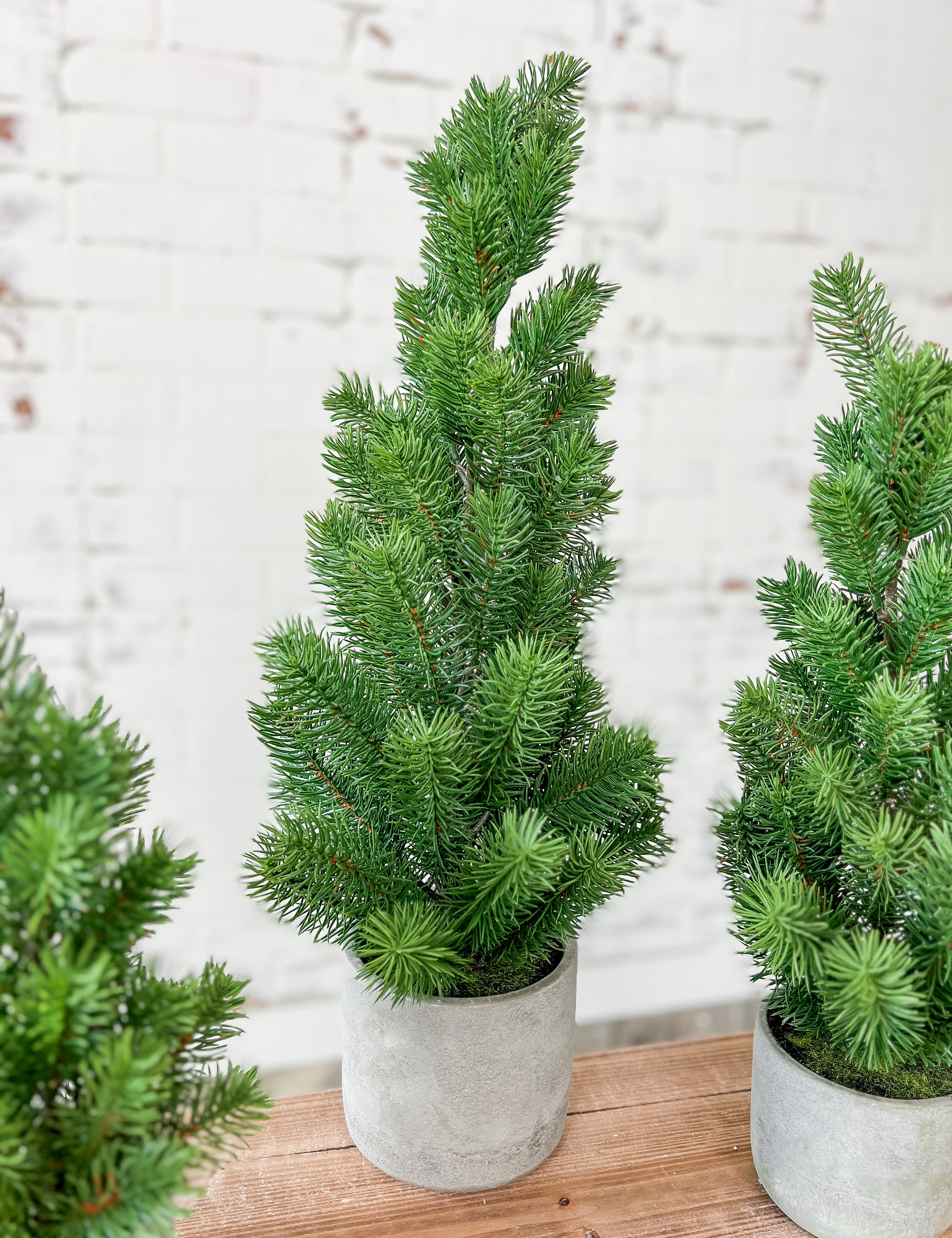 Pine Tree In Cement Pot