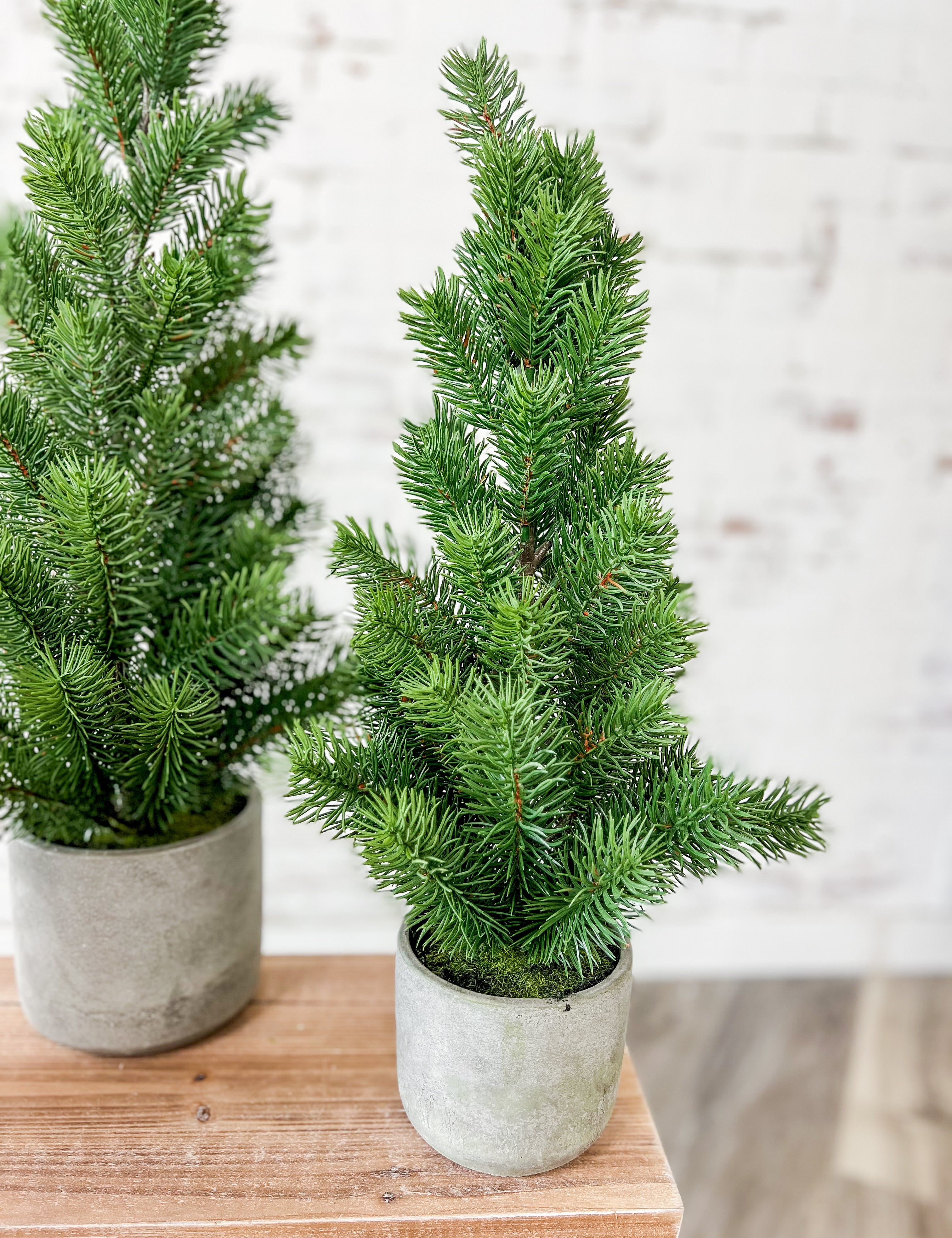 Pine Tree In Cement Pot