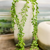 31" Natural Touch Succulent Vine