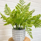 Leafy Potted Plant