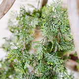 Cypress Hanging Bush